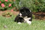 BORDER COLLIE 1275